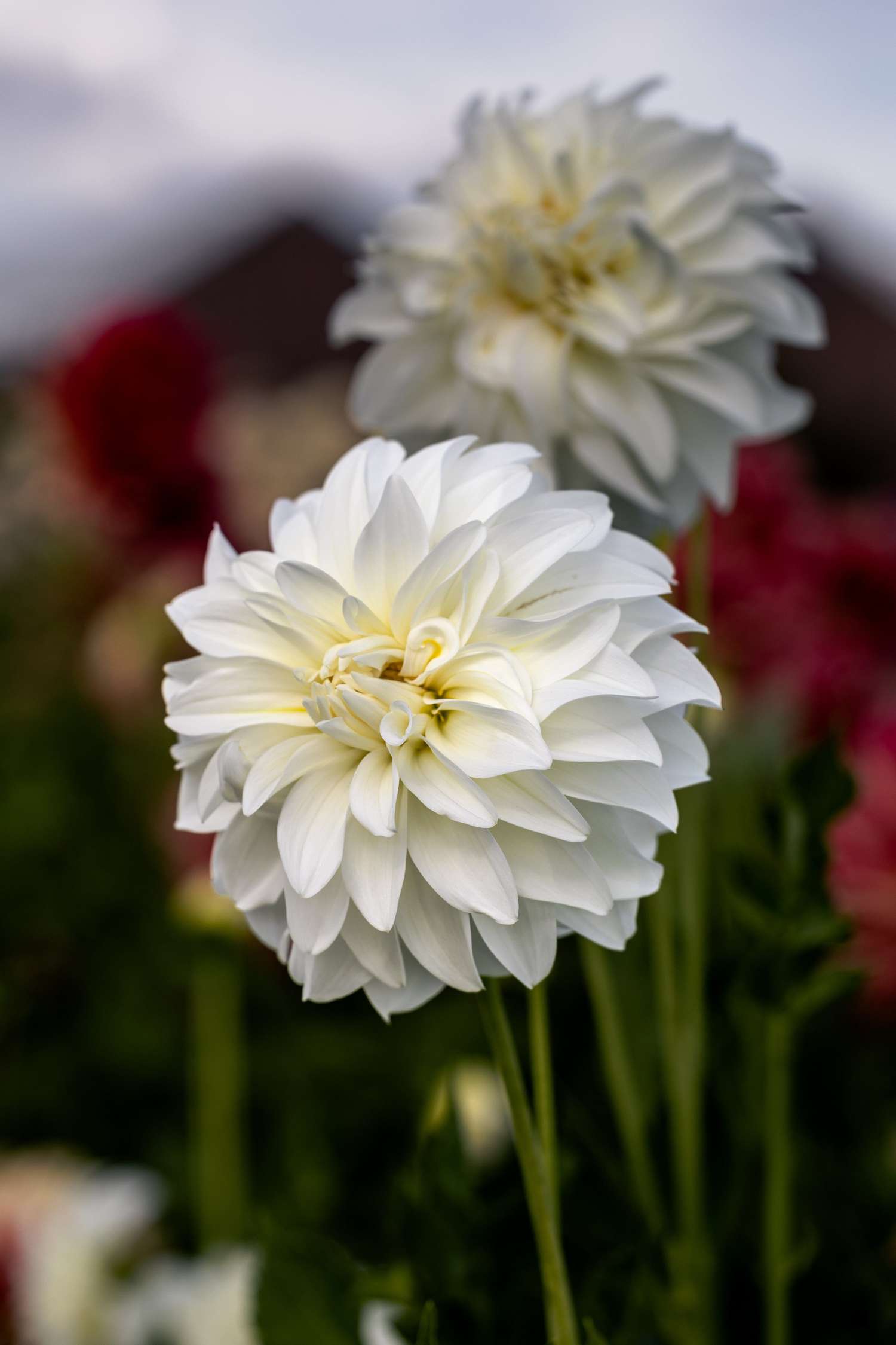 Dahlie 'Lady Liberty'